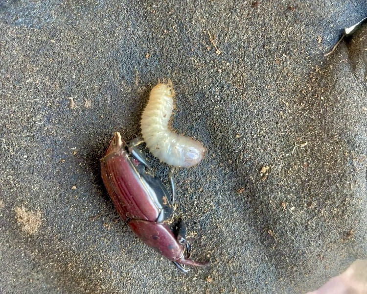 picudo rojo