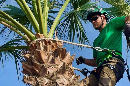 trabajando-palmera-cropped